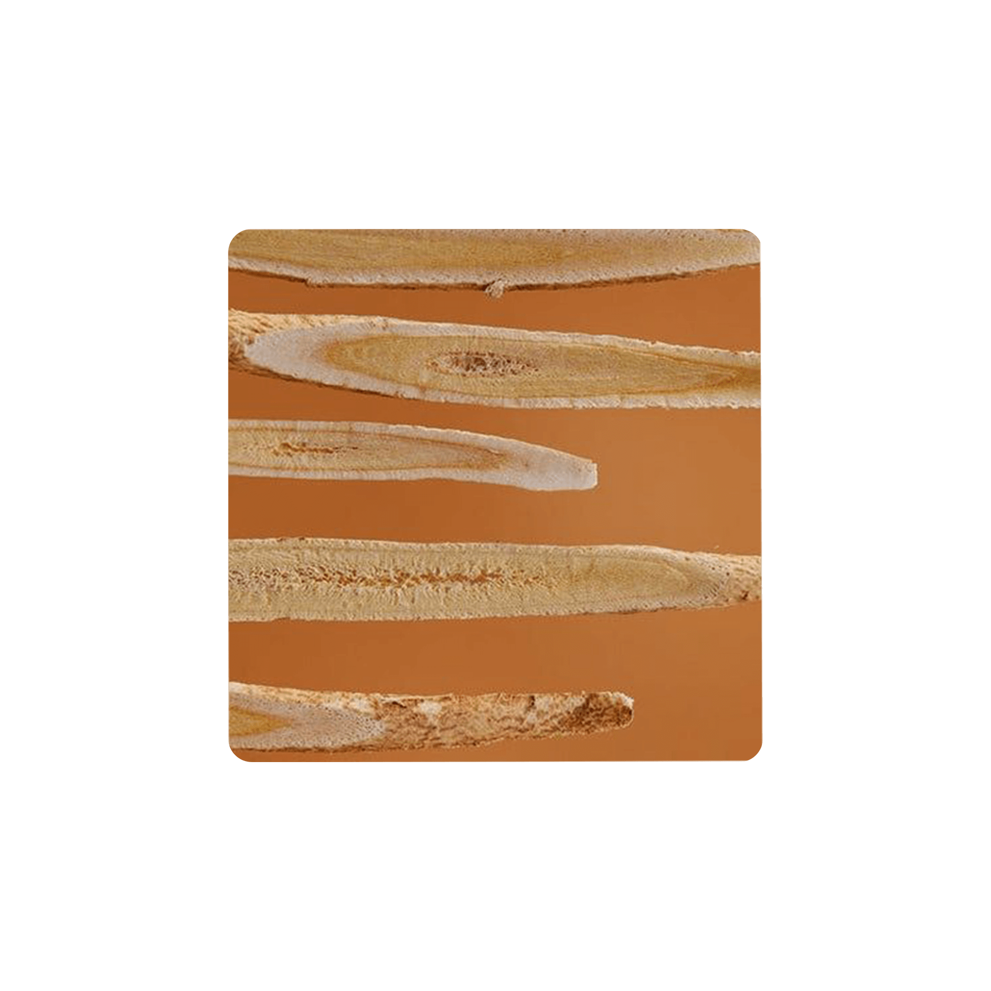 Astragalus roots laid out against a warm background, showcasing the traditional herb known for immune support.