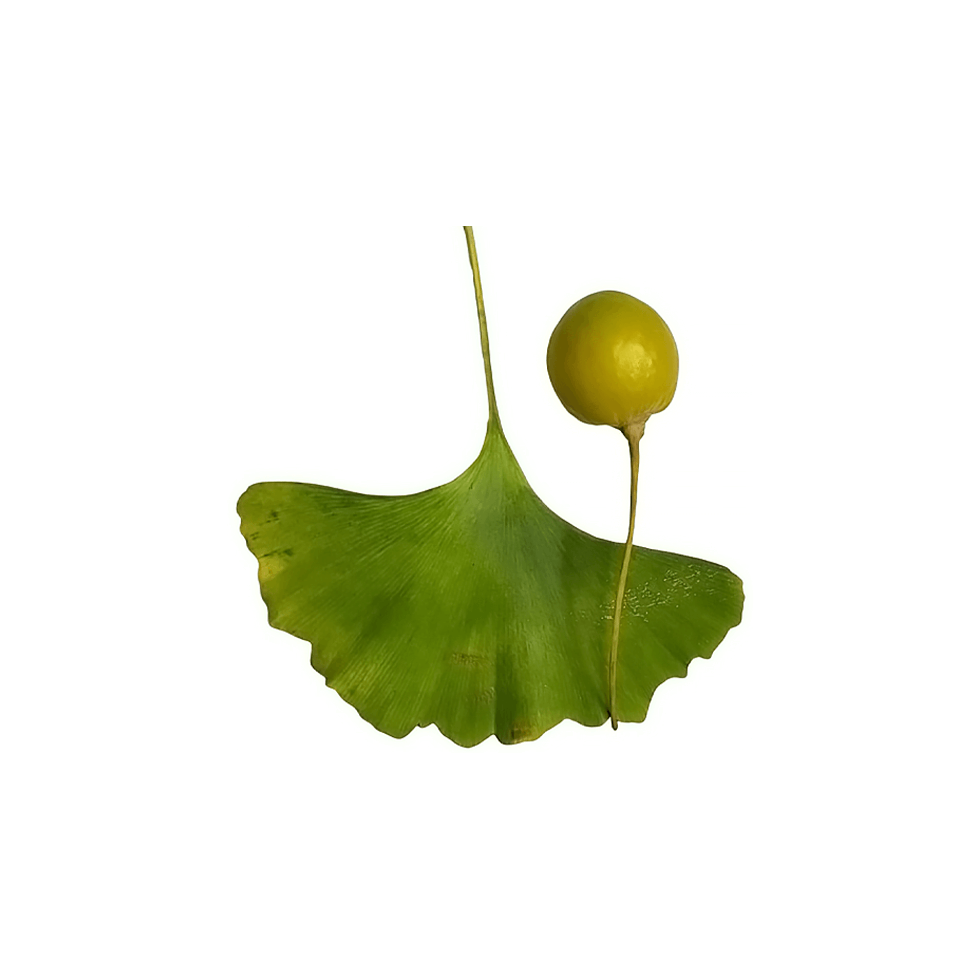 Ginkgo Biloba leaf and fruit against a white background, highlighting the unique shape and features of Ginkgo Biloba.