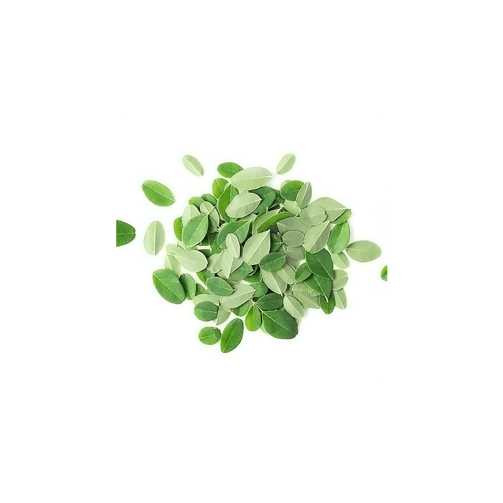 Moringa leaves piled together, showcasing the vibrant green colors and unique shapes of Moringa.