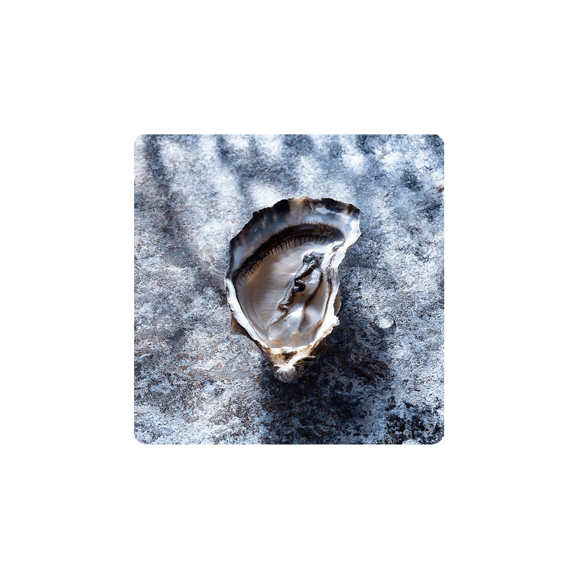 Open oyster on a textured surface showcasing its shell and meat.