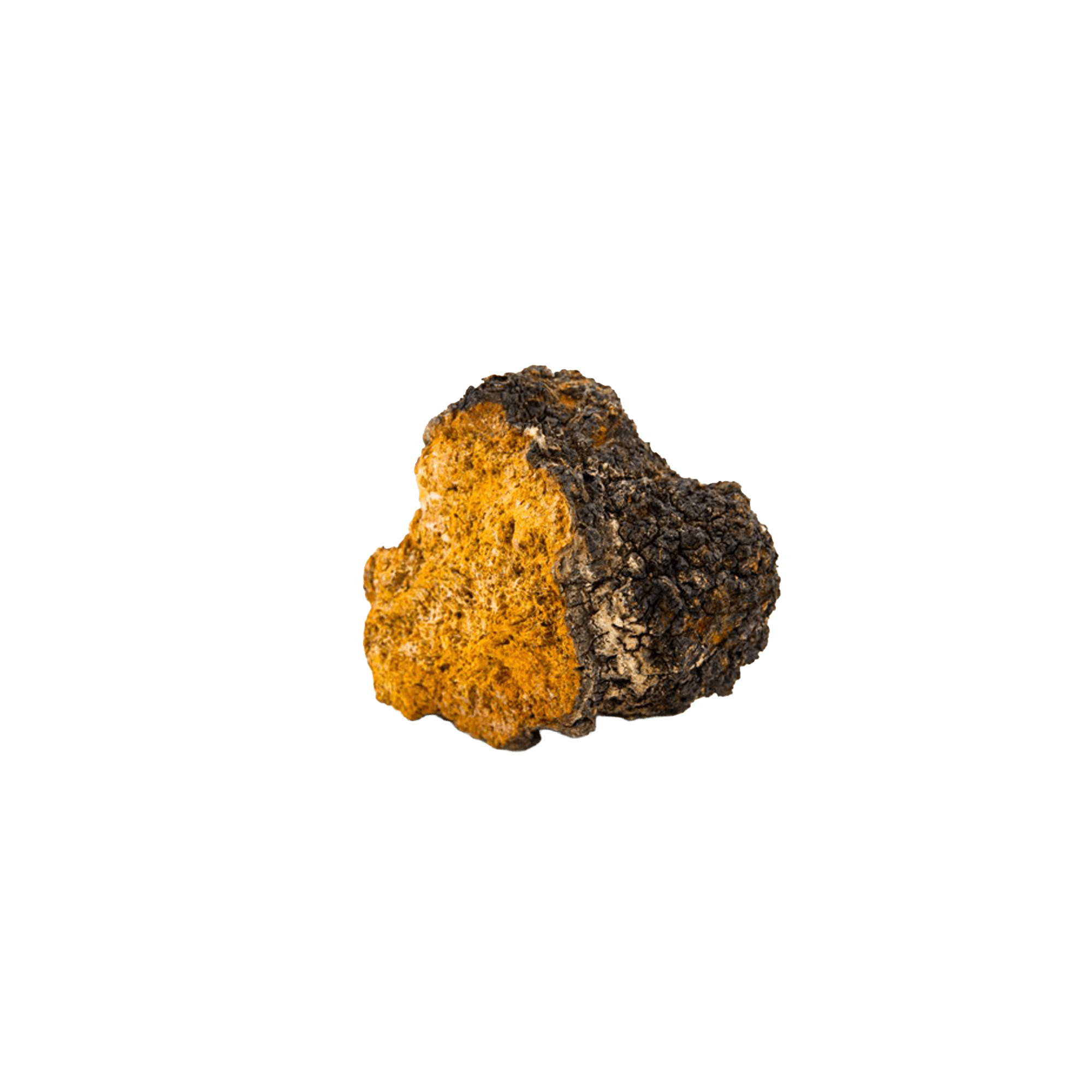Chaga mushroom, a nutrient-dense fungus rich in antioxidants for healthy aging and resilience.