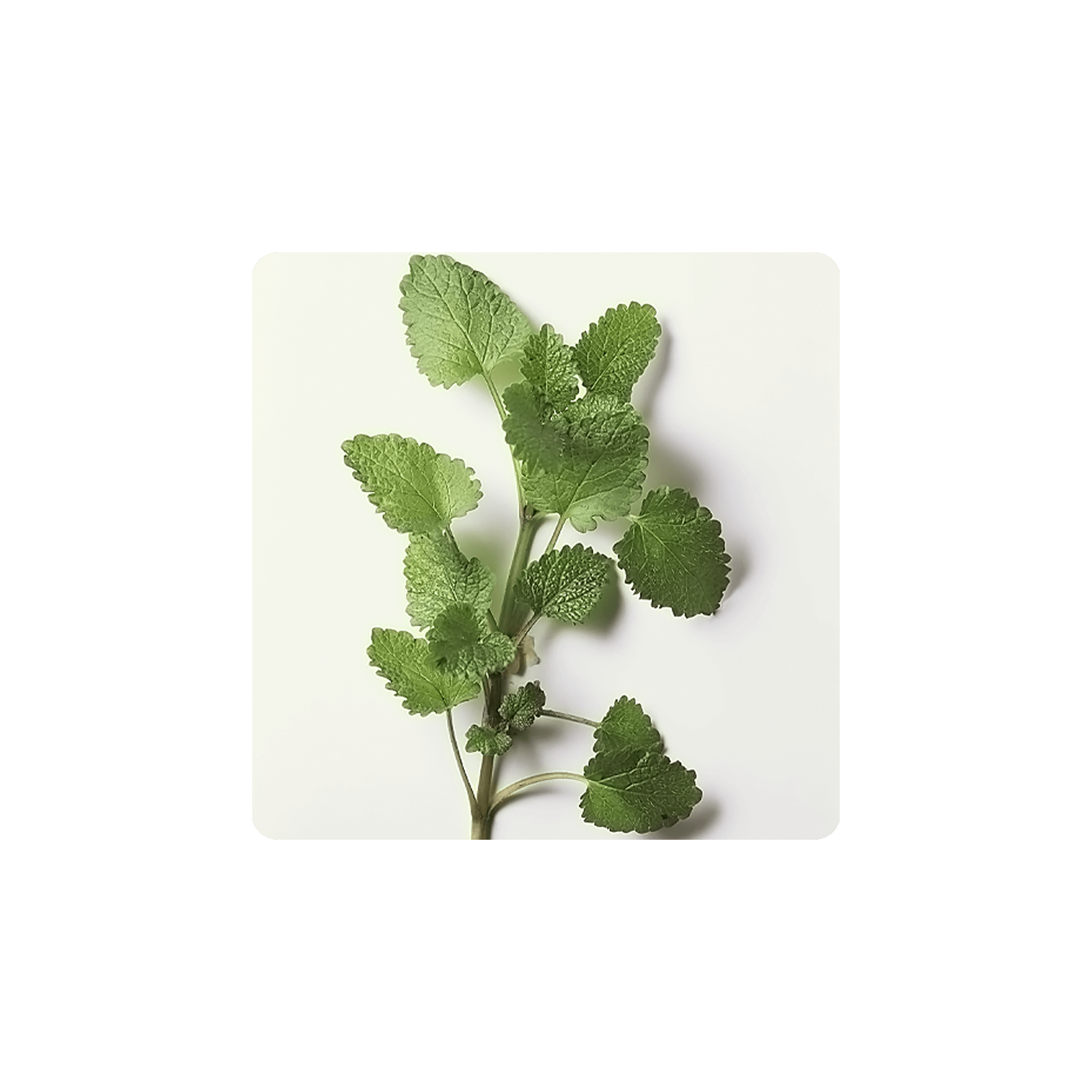 Fresh Lemon Balm leaves arranged on a white background showcasing their vibrant green color.
