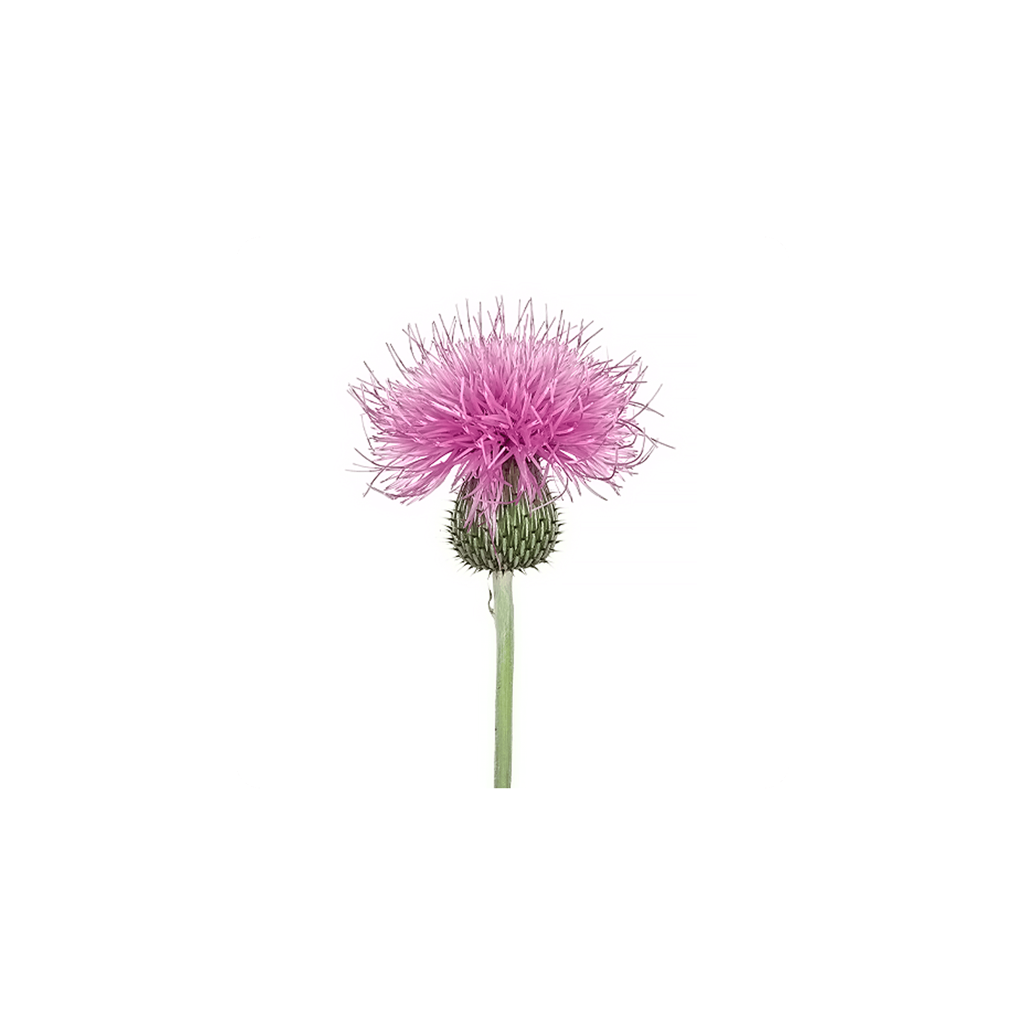 Milk Thistle flower with vibrant pink petals and green stem against a white background.