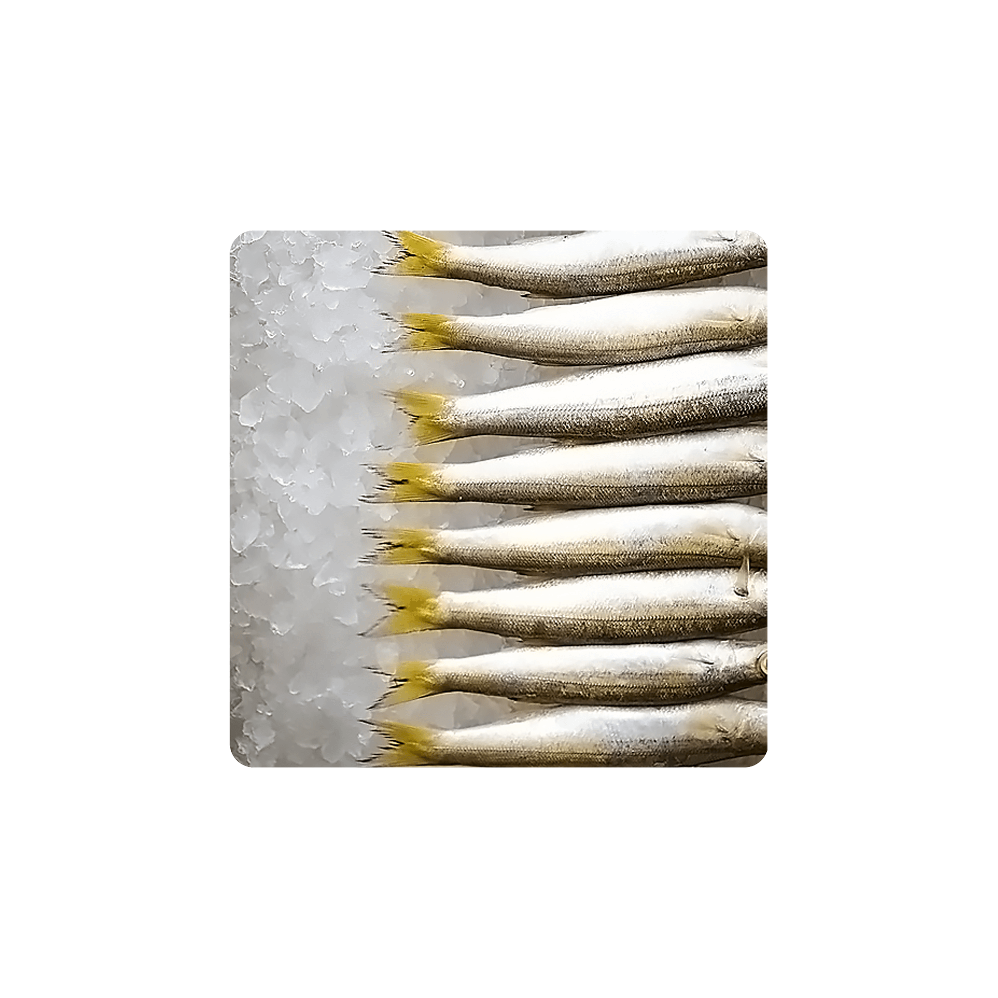 Fresh fish arranged neatly on a bed of sea salt, showcasing their vibrant yellow-tipped fins.