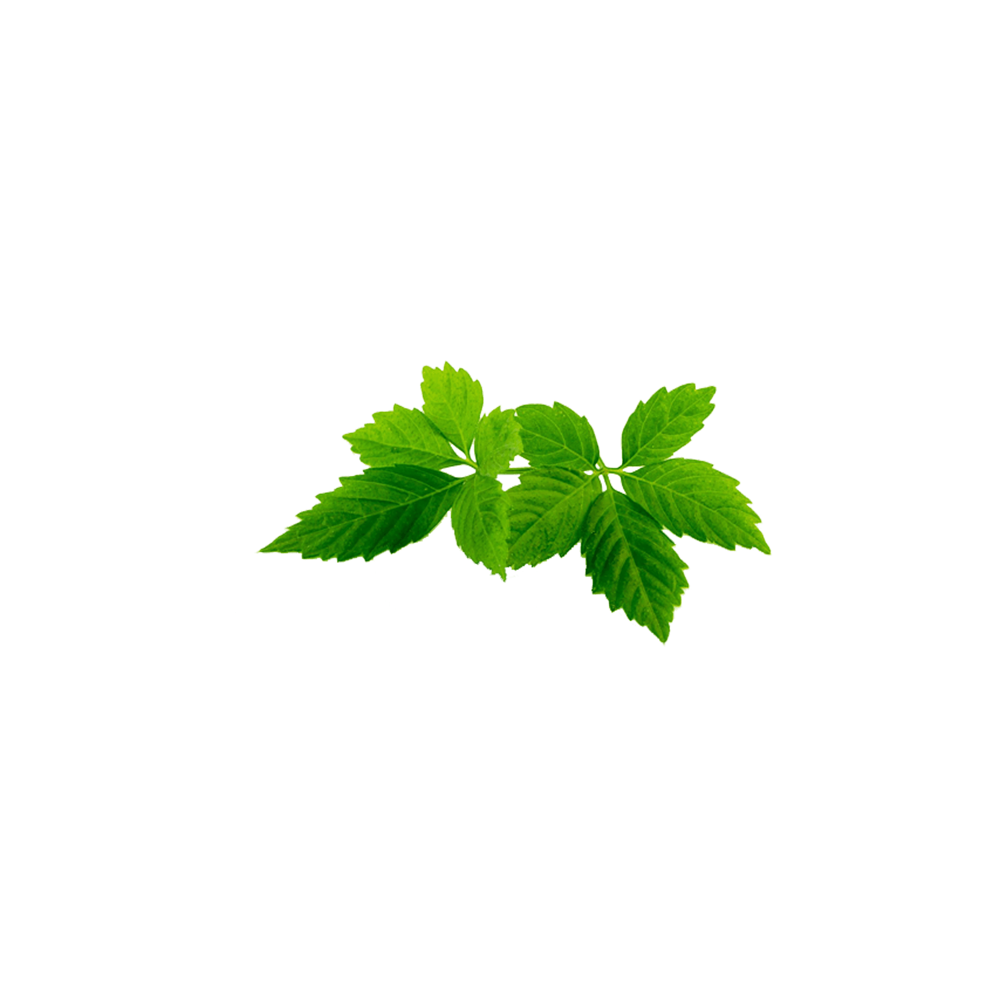 Fresh green Gynostemma leaves on a dark background, highlighting the adaptogenic herb's vitality.
