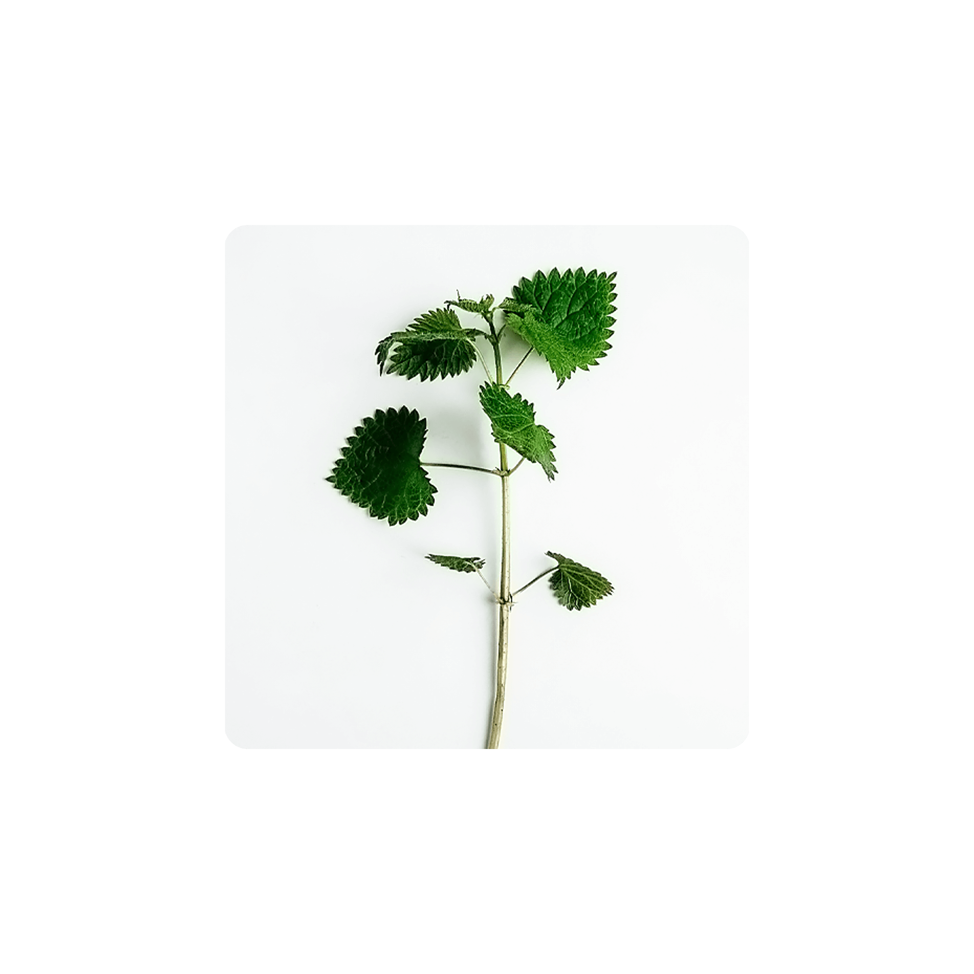 Nettle Leaf on a white background, displaying vibrant green leaves and their distinct serrated edges.
