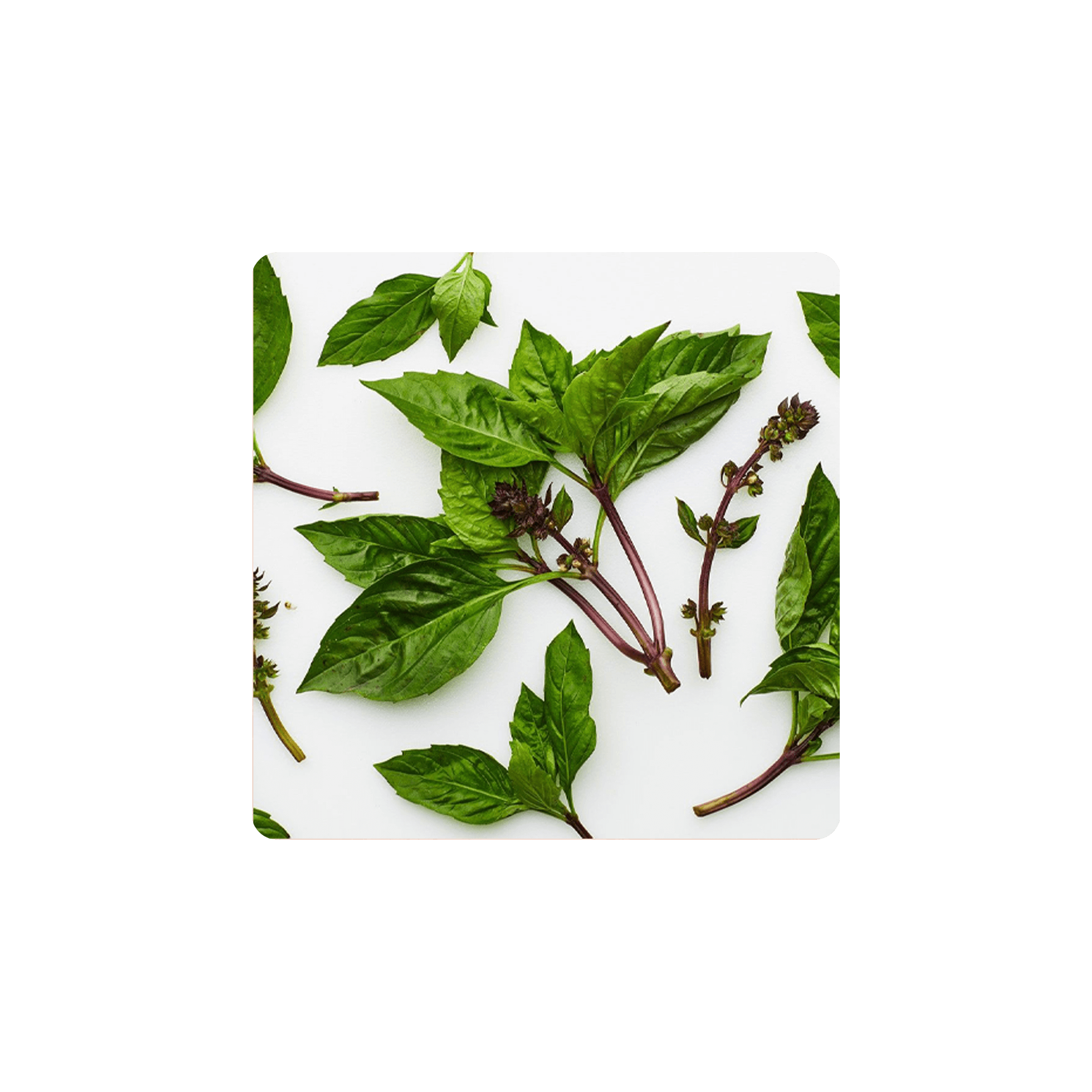 Holy Basil (Tulsi) leaves arranged on a white background, showcasing its vibrant green color and distinct shape.