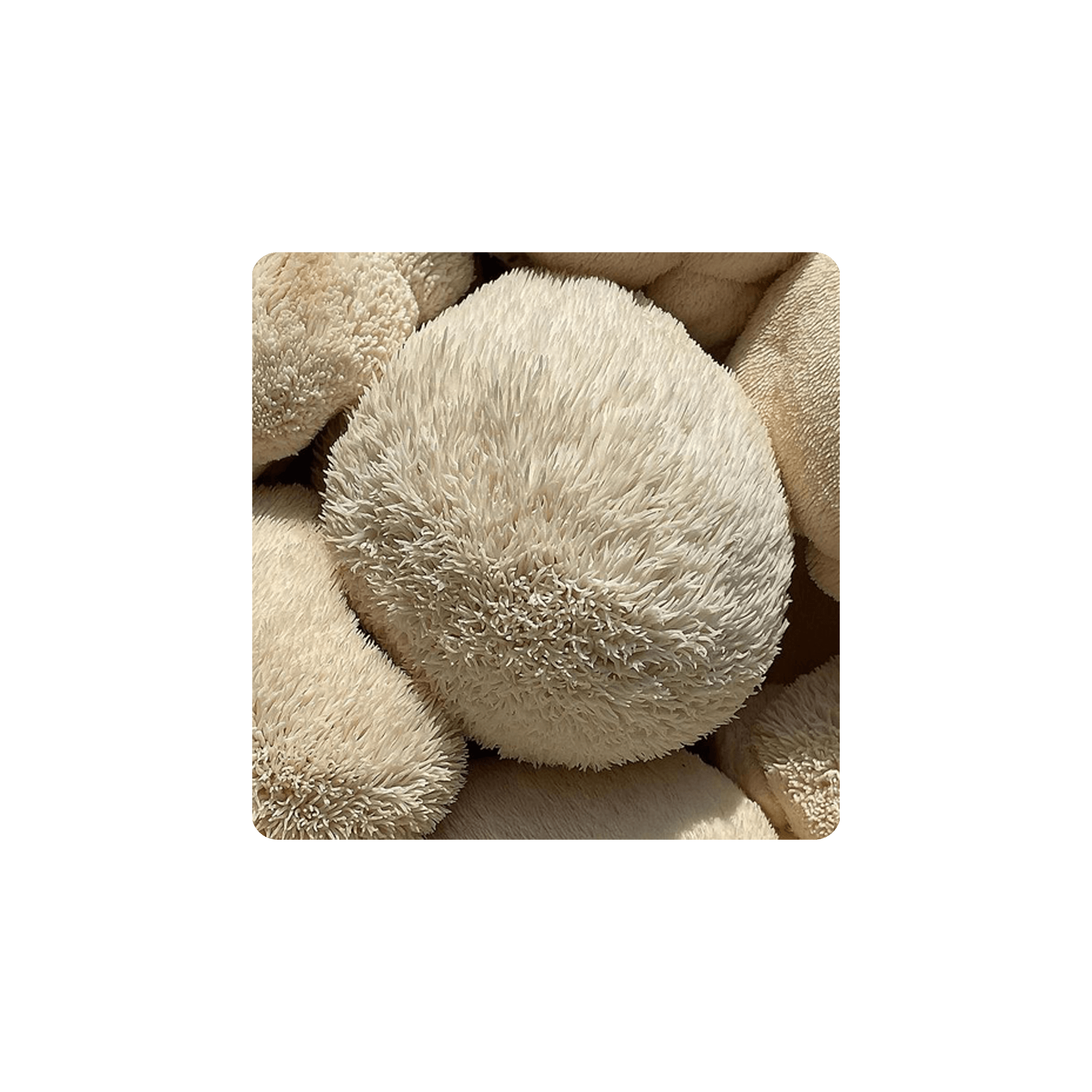 Close-up of Lion's Mane mushrooms showcasing their unique fluffy texture and creamy color.