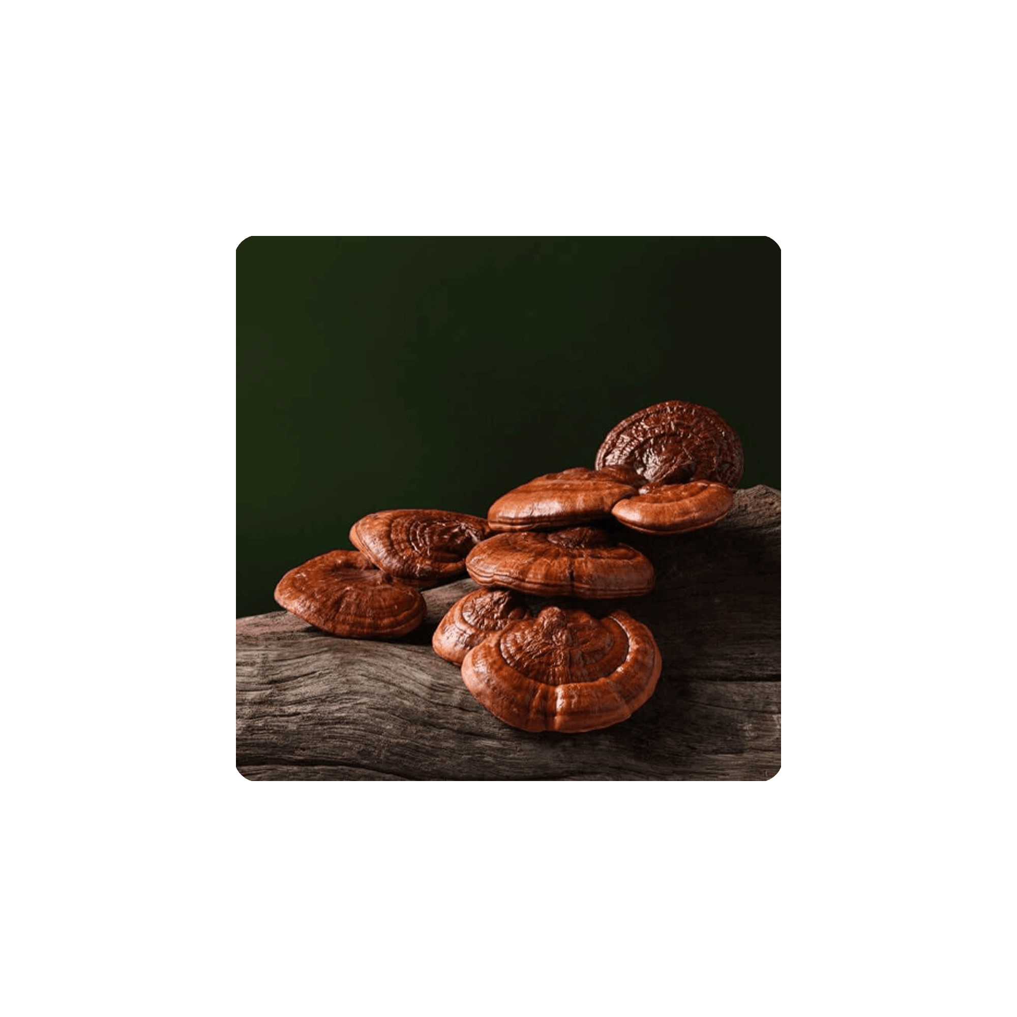 Reishi mushrooms displayed on a wooden surface, showcasing the natural textures and colors of the Mushroom of Immortality.