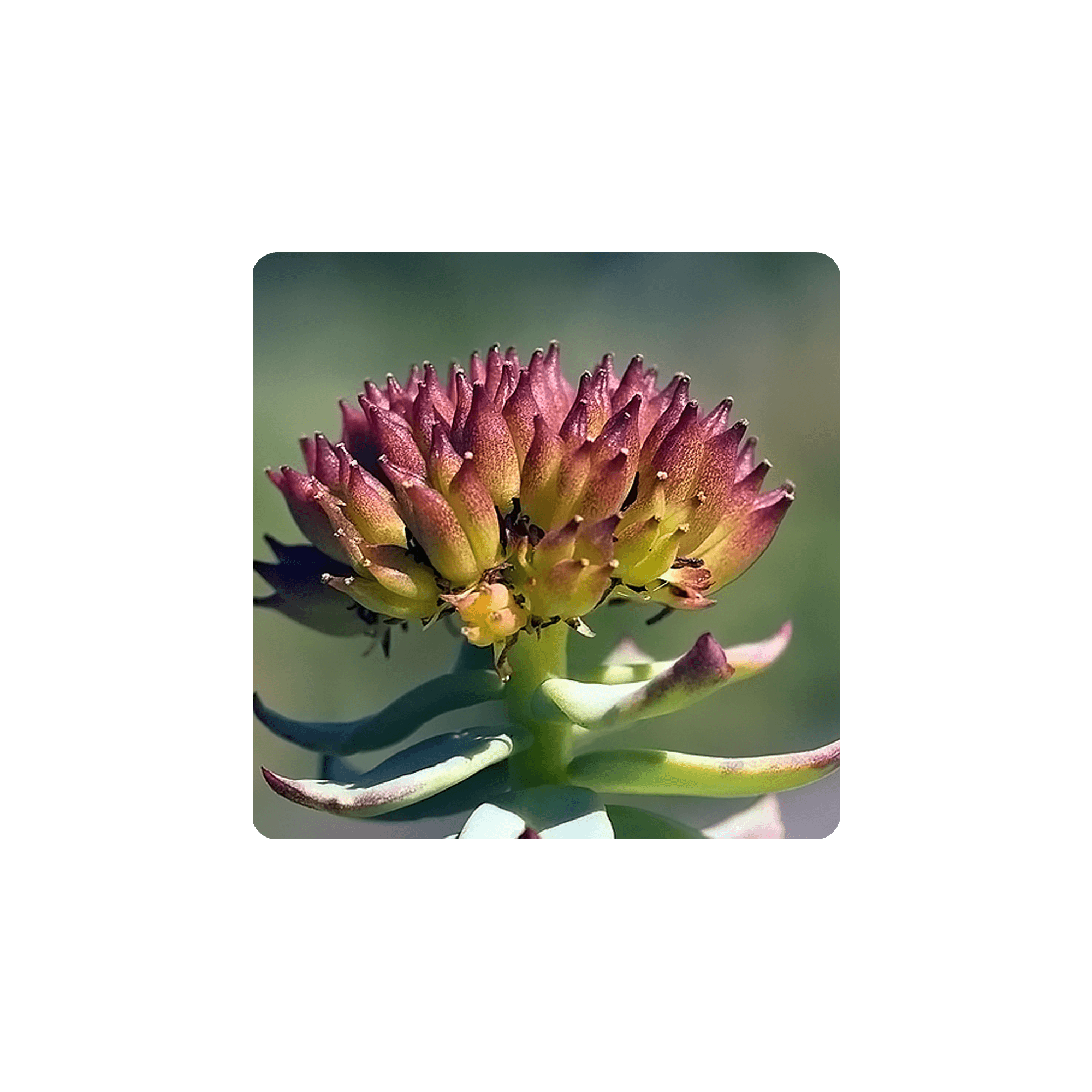 Close-up of a Rhodiola flower showcasing its vivid colors and unique texture.