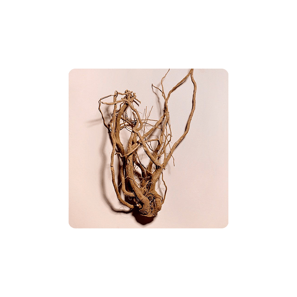Ashwagandha root showcasing its intricate, twisted appearance, highlighting the adaptogenic herb used in wellness.